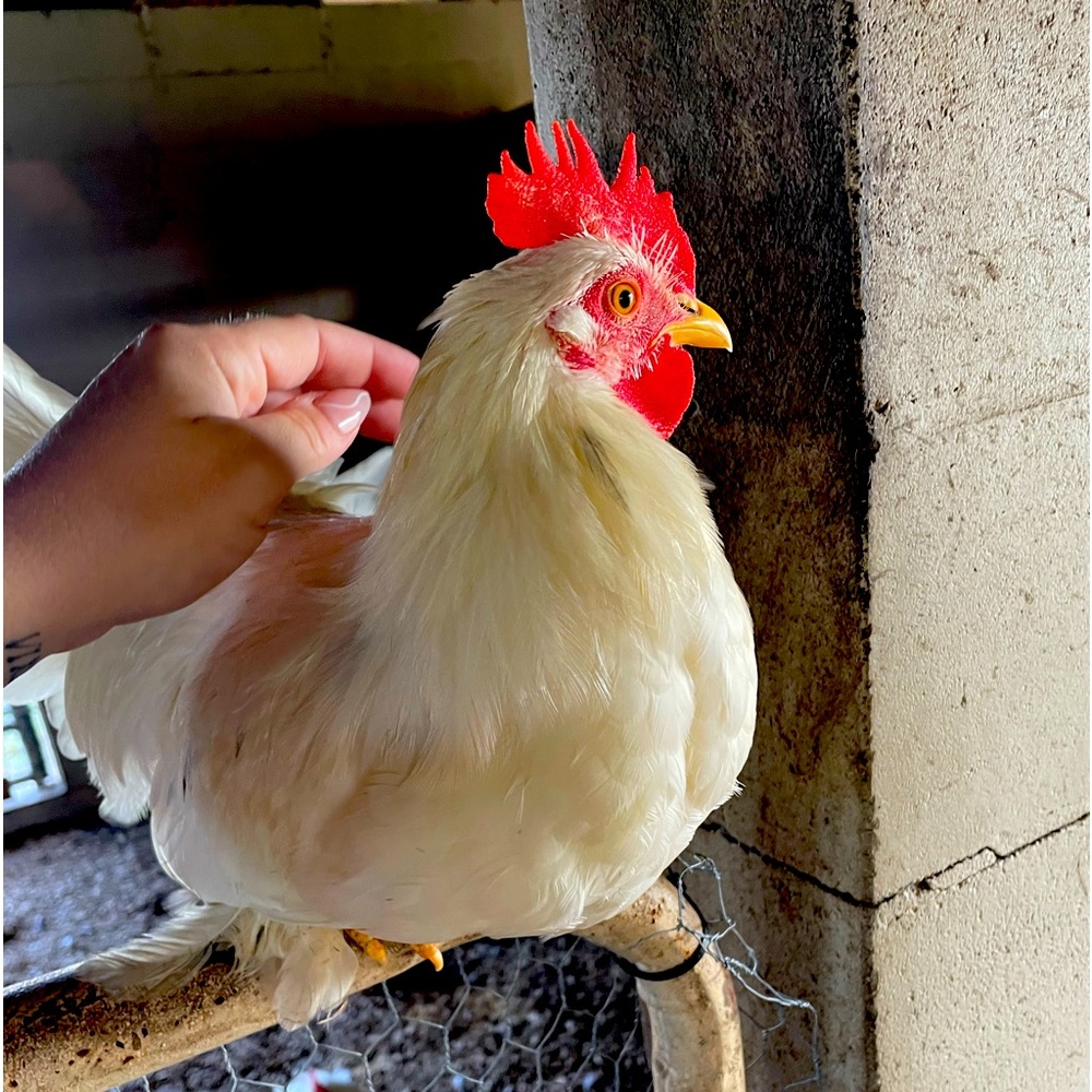 Chicken is selling his tiny hand